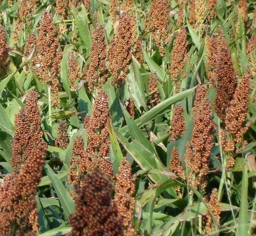 ROX ORANGE SYRUP CANE SORGHUM SEEDS 50+ grain “BROOM CORN” FREE SHIPPING