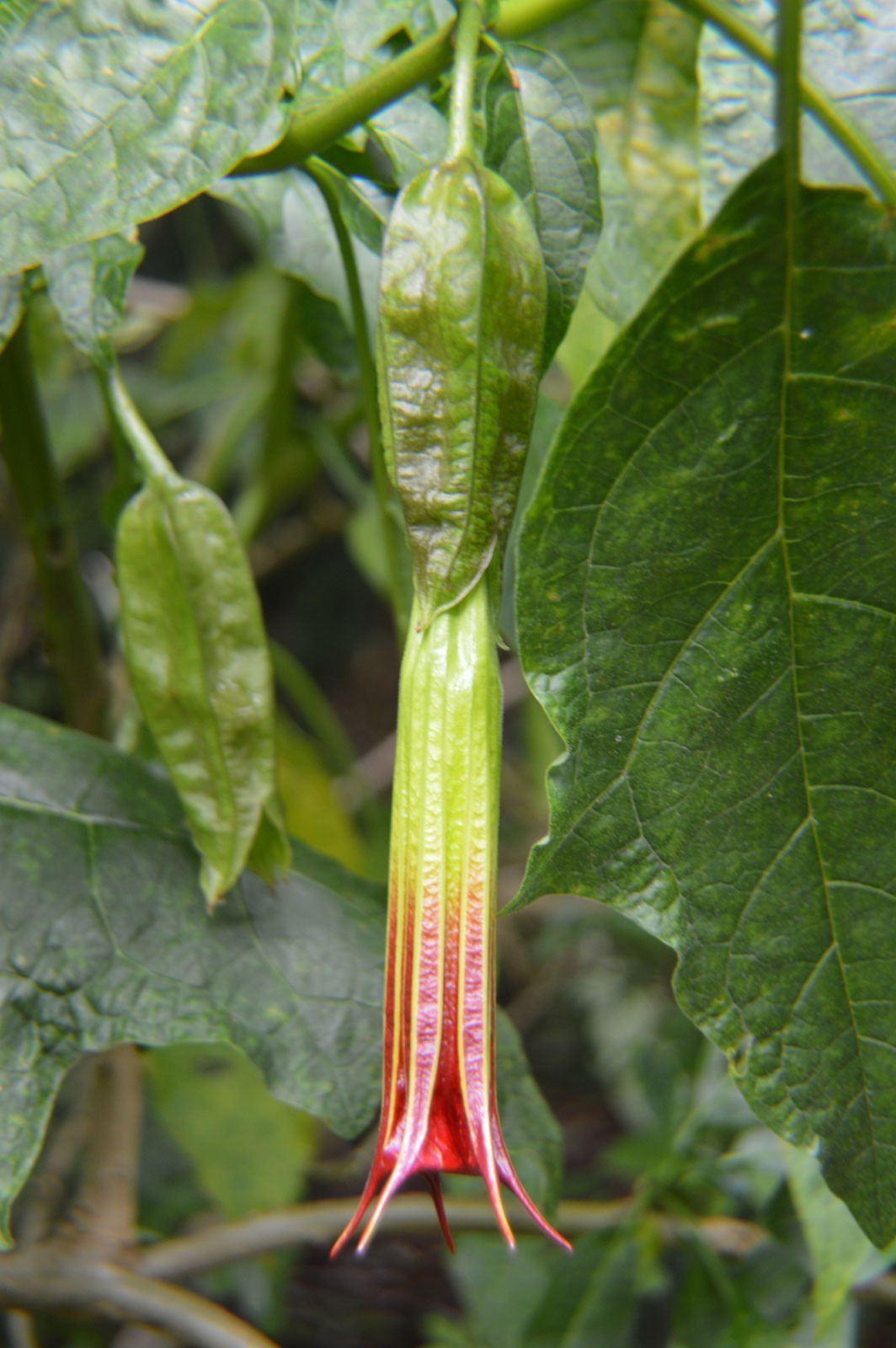 Brugmansia sanguinea Red | 50_Seeds