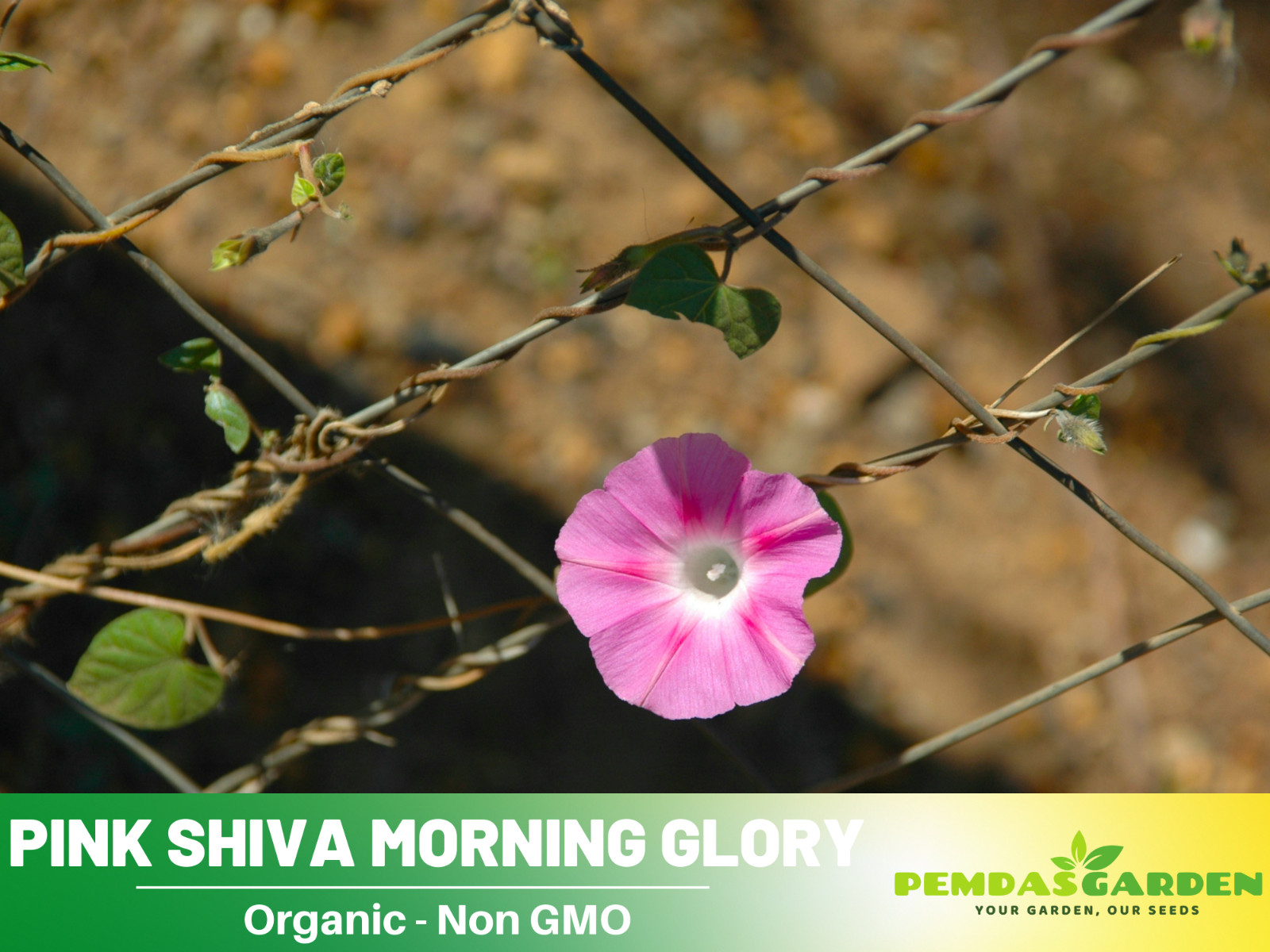 30+ Seeds| Pink Shiva Morning Glory Seeds Flowers Seeds #F004