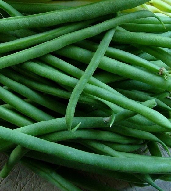 Jade Green Bean Seeds (25) / Bush / Heirloom / Easy
