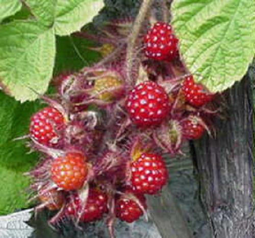 Wineberry ! Rubus phoenicolasius. Live plants, roots wrapped in wet, no leaves