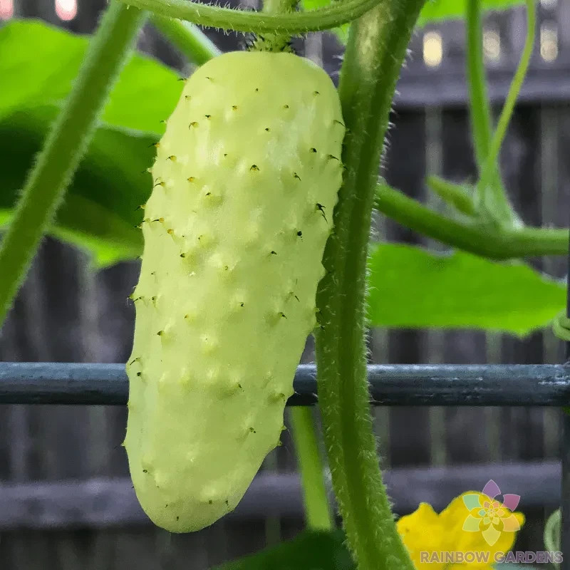 25+ Salt and Pepper Cucumber Seeds for Garden Planting – USA – FREE SHIPPING!