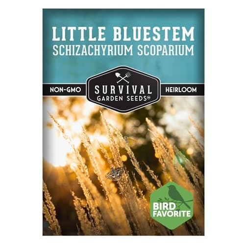– Native Little Bluestem Grass Seeds (Schizachyrium scoparium) | Bronze 1