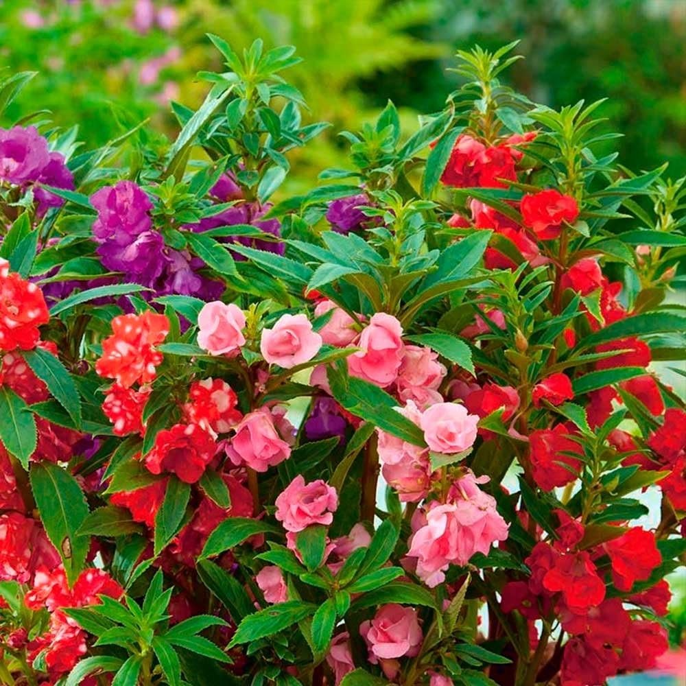 – Seeds Balsam Camellia Flowered Mix – Impatiens balsamina – Annual Flowers f…