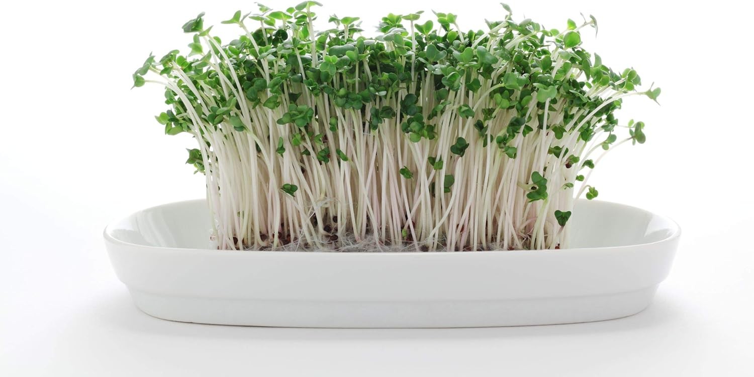 Broccoli Sprout Seeds – Certified Organic for Indoor/Outdoor Use – Rich in Sulfo