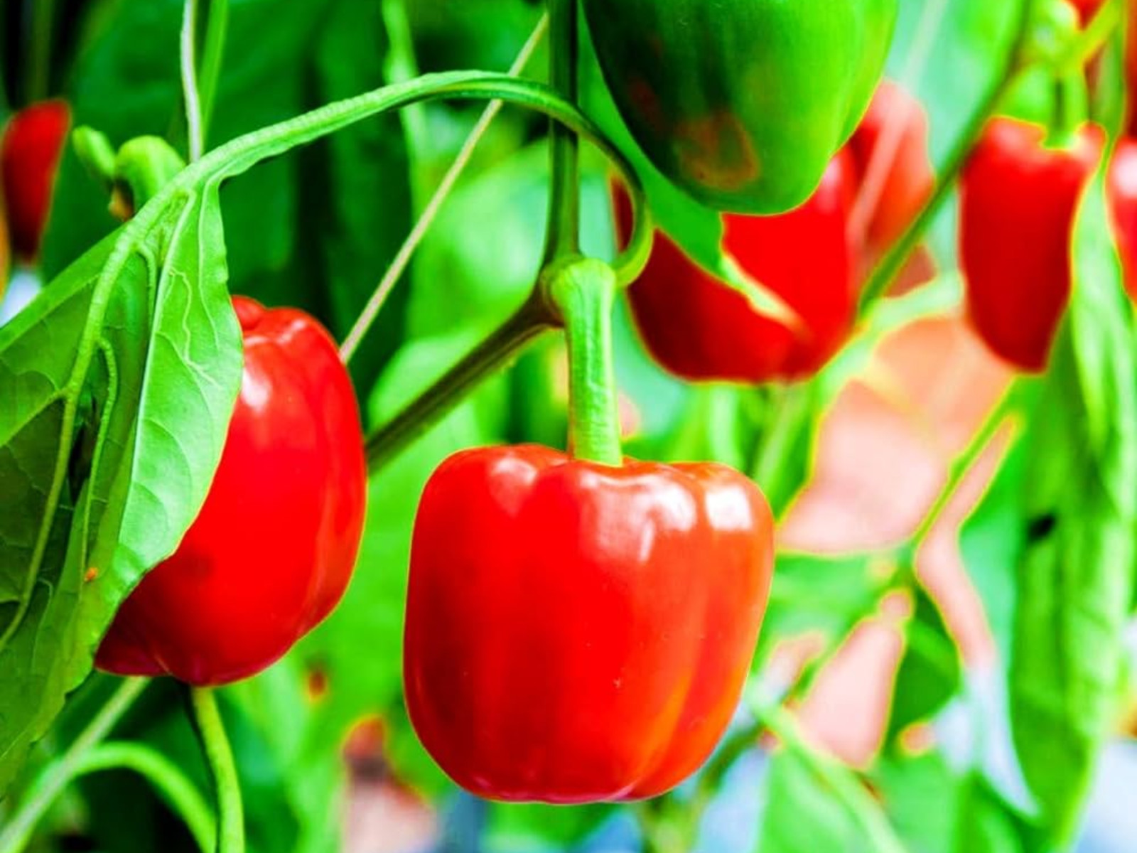 20 Seeds| Pepper Seeds – Sweet – Big Red