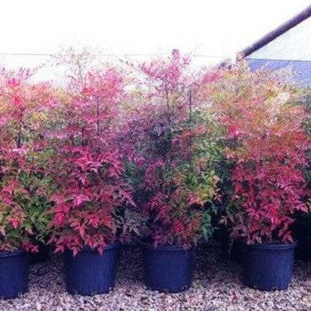Heavenly Bamboo Nadina Domestica Seeds Free Shipping!