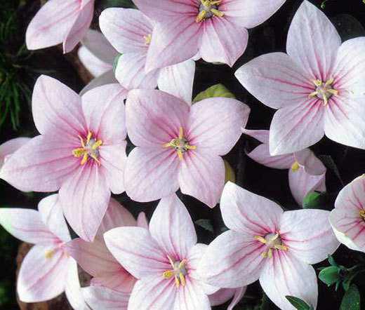 BALLOON FLOWER ROSE Platycodon Grandiflorus – 20 Seeds