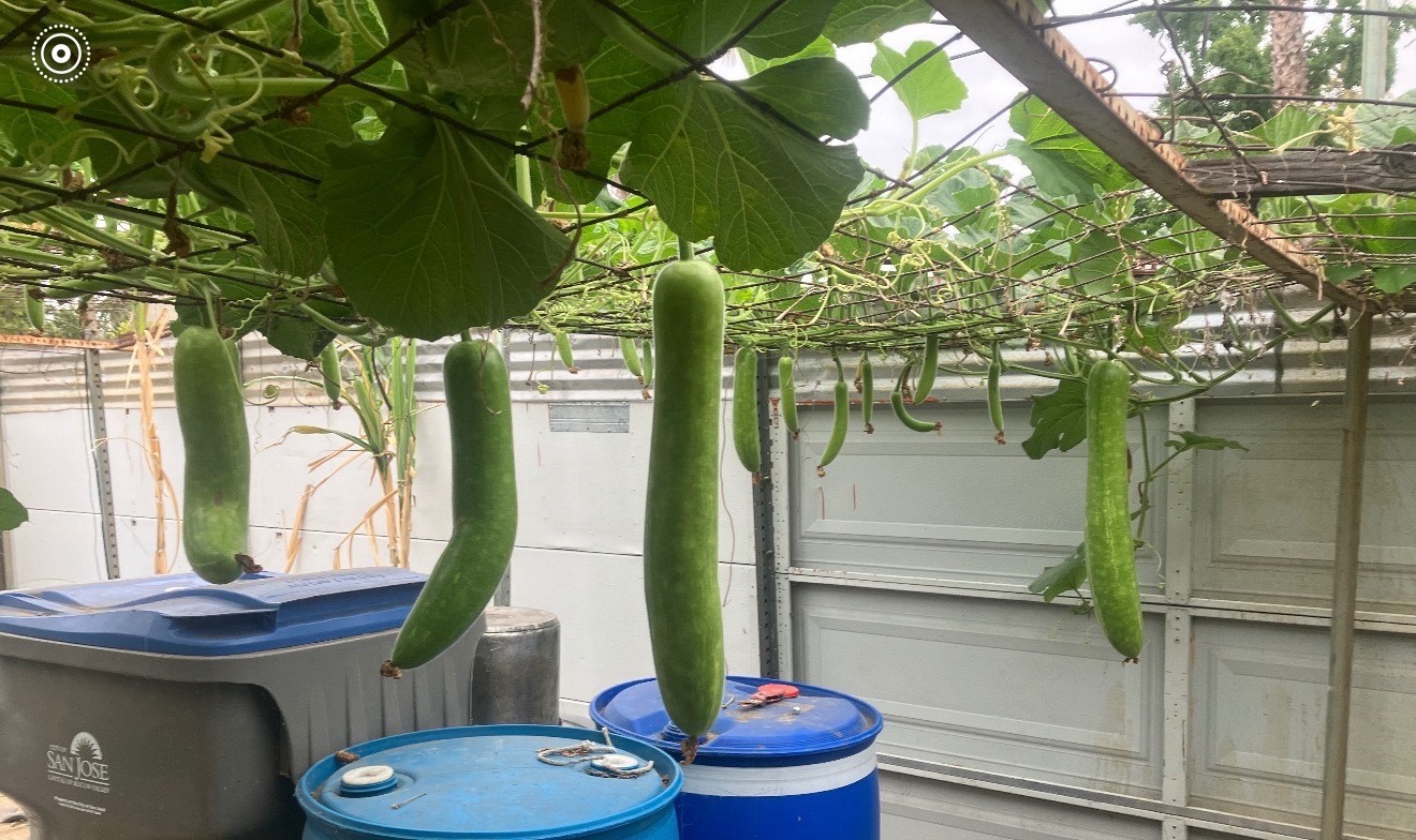 20 + Long Stare Bottle Gourd Stars Seeds – Bầu sao trái dài