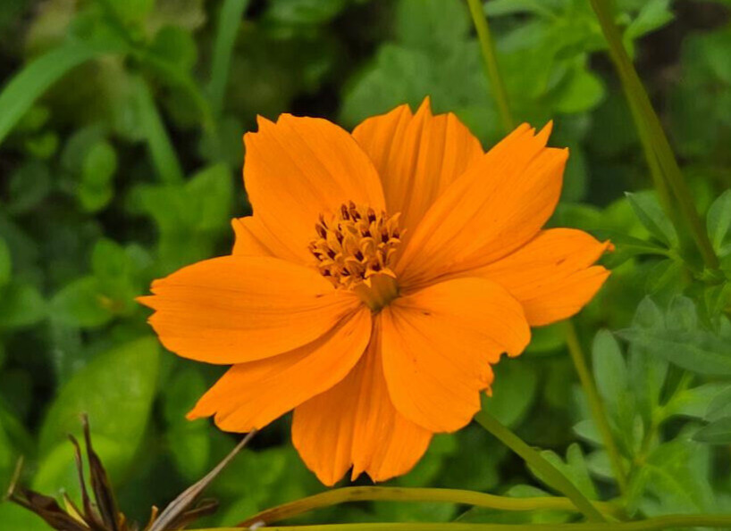 Cosmos | 25 Seeds | Cosmos sulphureus | Yellow & Orange | FL Grown | Butterfly