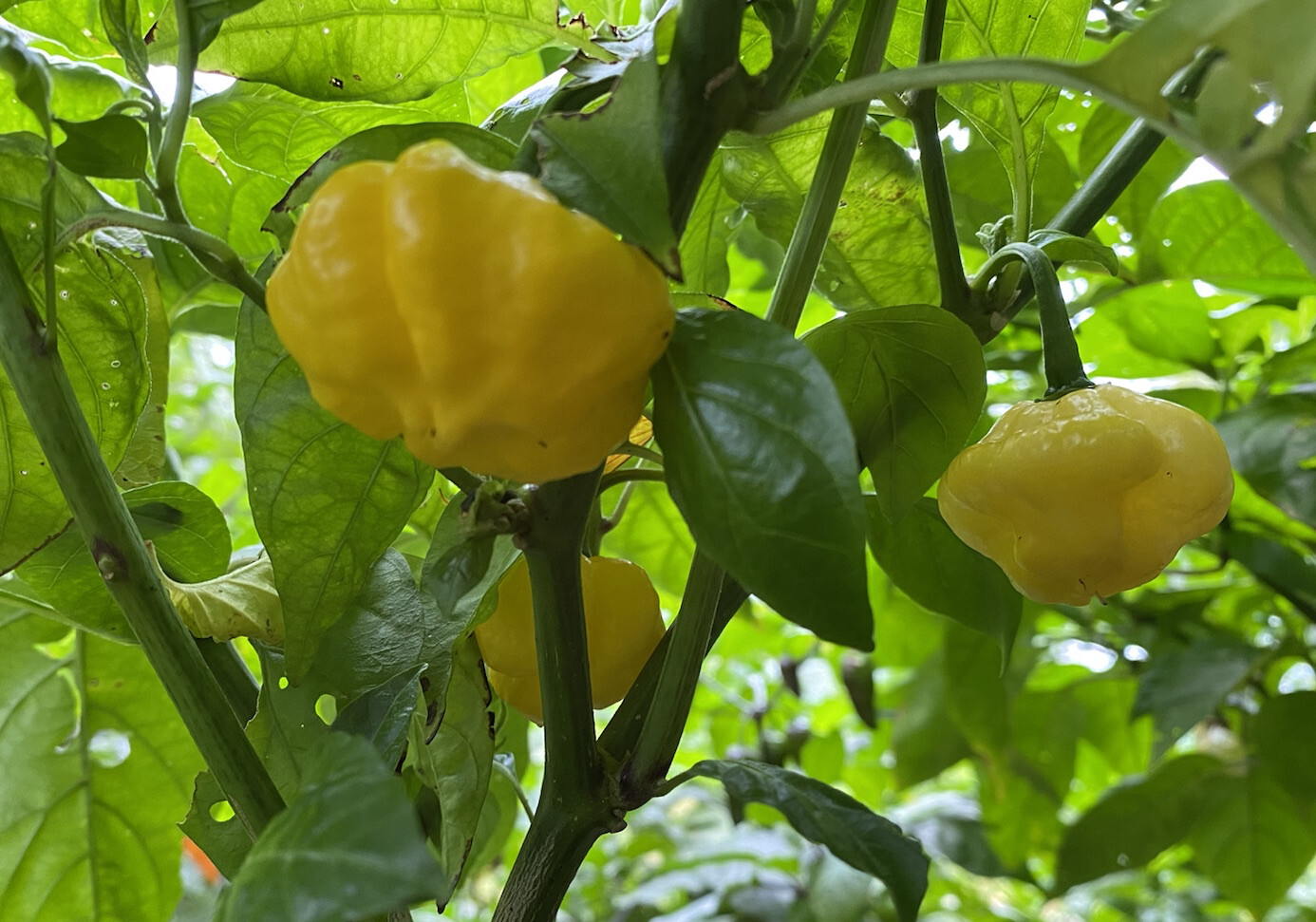 (20) Scotch Brain Bonnet Seeds Super Hot Pepper