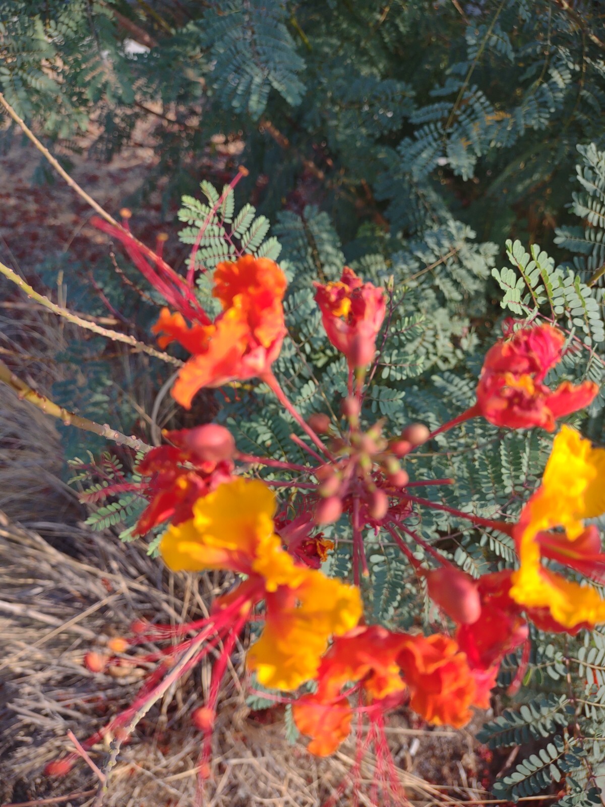 Pride of Barbados Seed, Poinciana, Peacock flower, Red bird of paradise, Free Sh