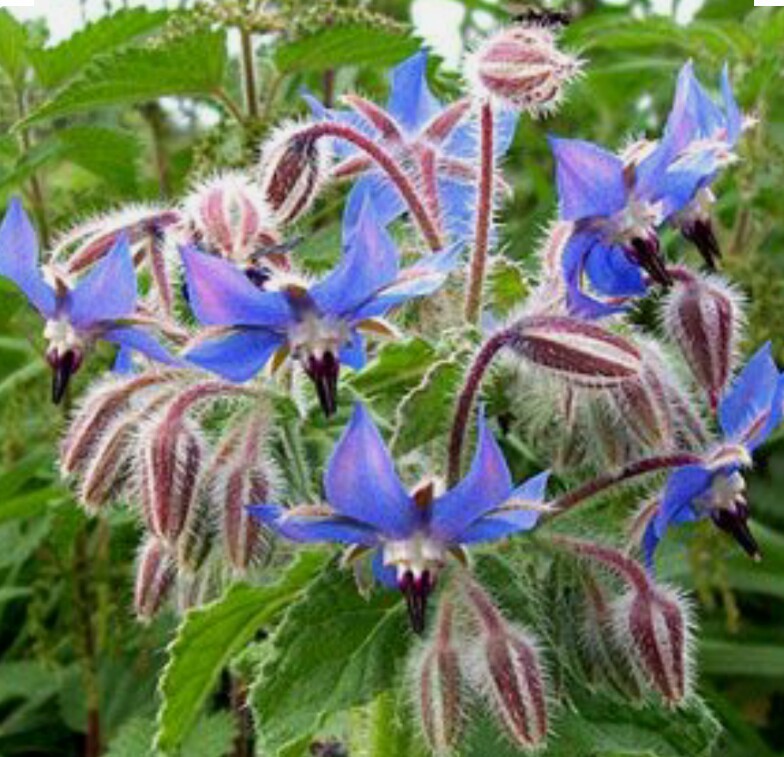 60 BORAGE Seeds-Edible Herb Plant-Non GMO-Open Pollinated-Organic.