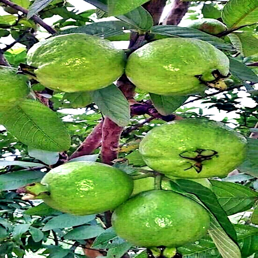 100 Lemon Apple Pink Guava Tree Fruit Seeds ‘Ruby Supreme’ Plant Psidium guajava