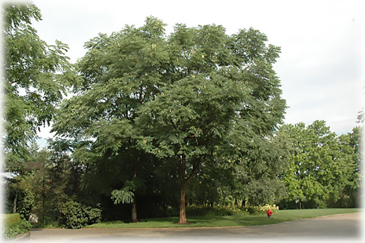 Kentucky Coffee, Gymnocladus dioicus, Tree Seeds (Fall Colors, Hardy, Fast)