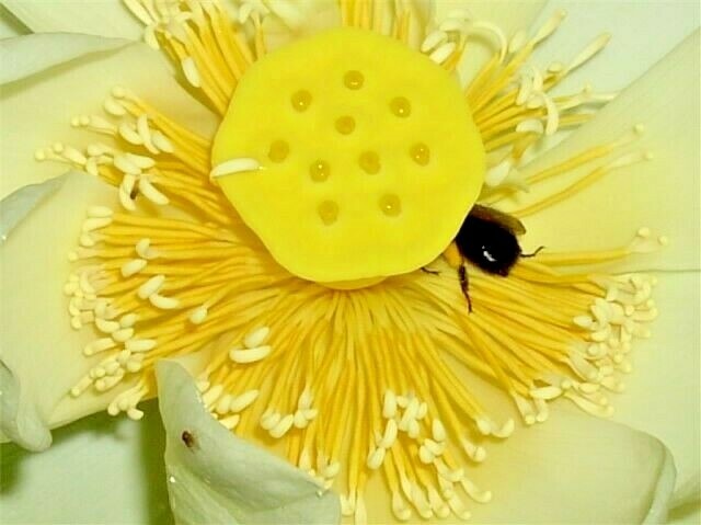 5 LIGHT YELLOW LOTUS SEEDS – Nelumbo Nucifera