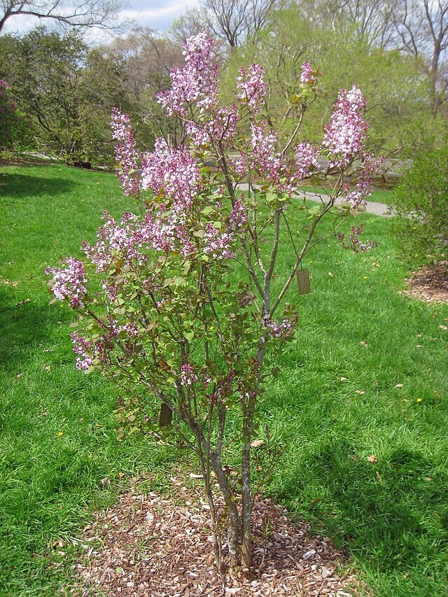 Syringa oblata | Early Lilac | 30 Seeds