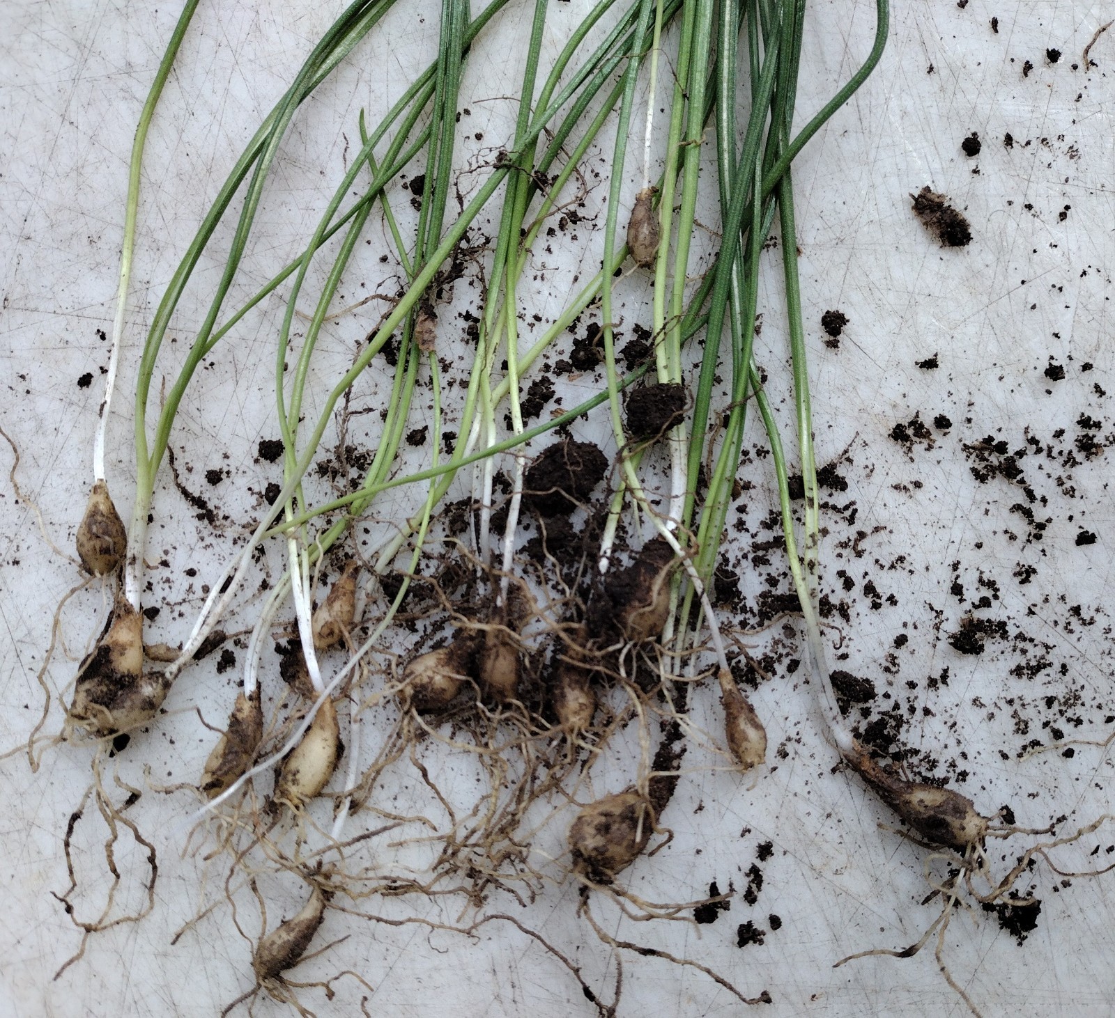 Beautiful Star of Bethlehem (Ornithogalum Umbetallum) Fresh Bulbs – 50 Bulbs!!!!