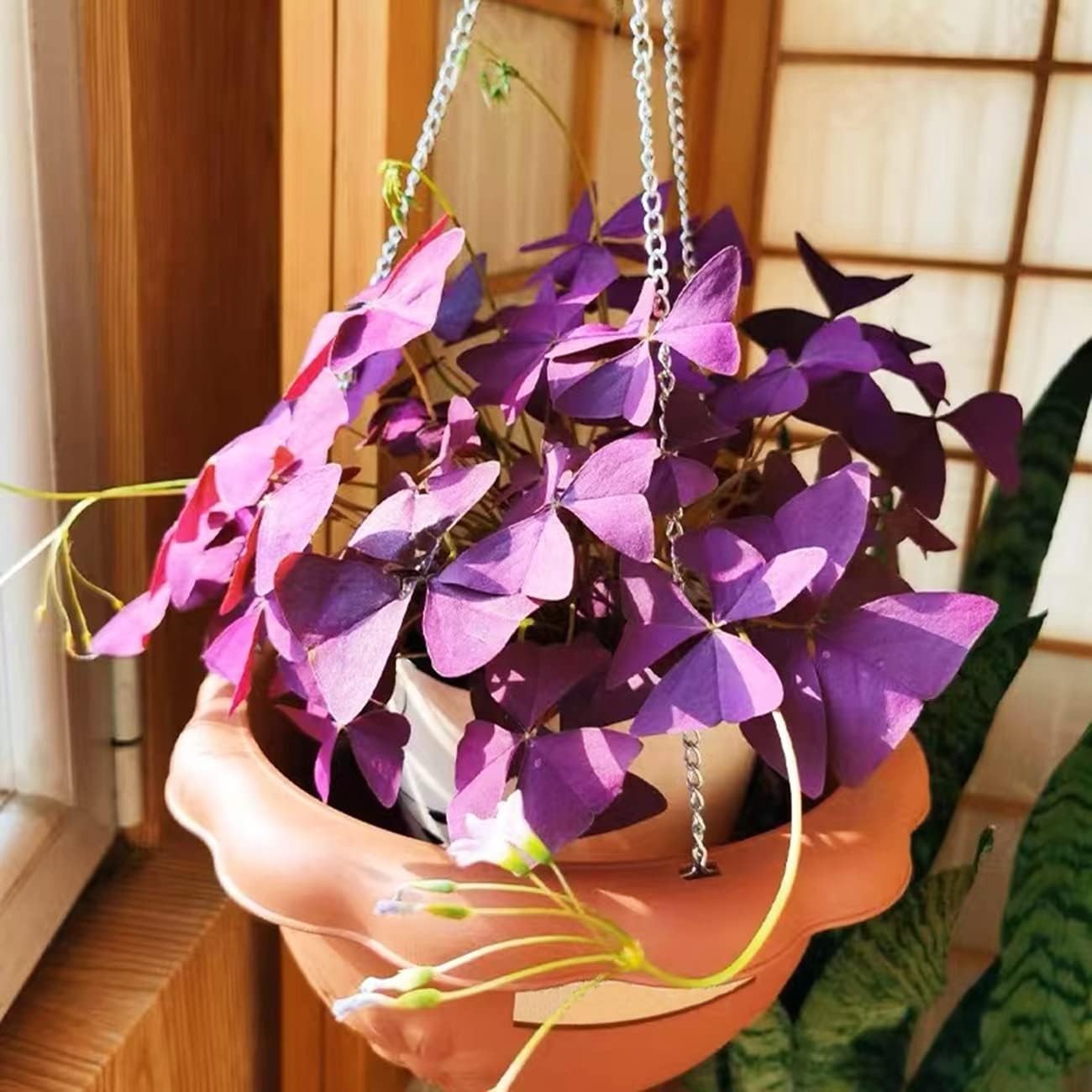 12+ Purple Shamrock Bulbs for Indoor & Outdoor Planting – Good Luck Flowers