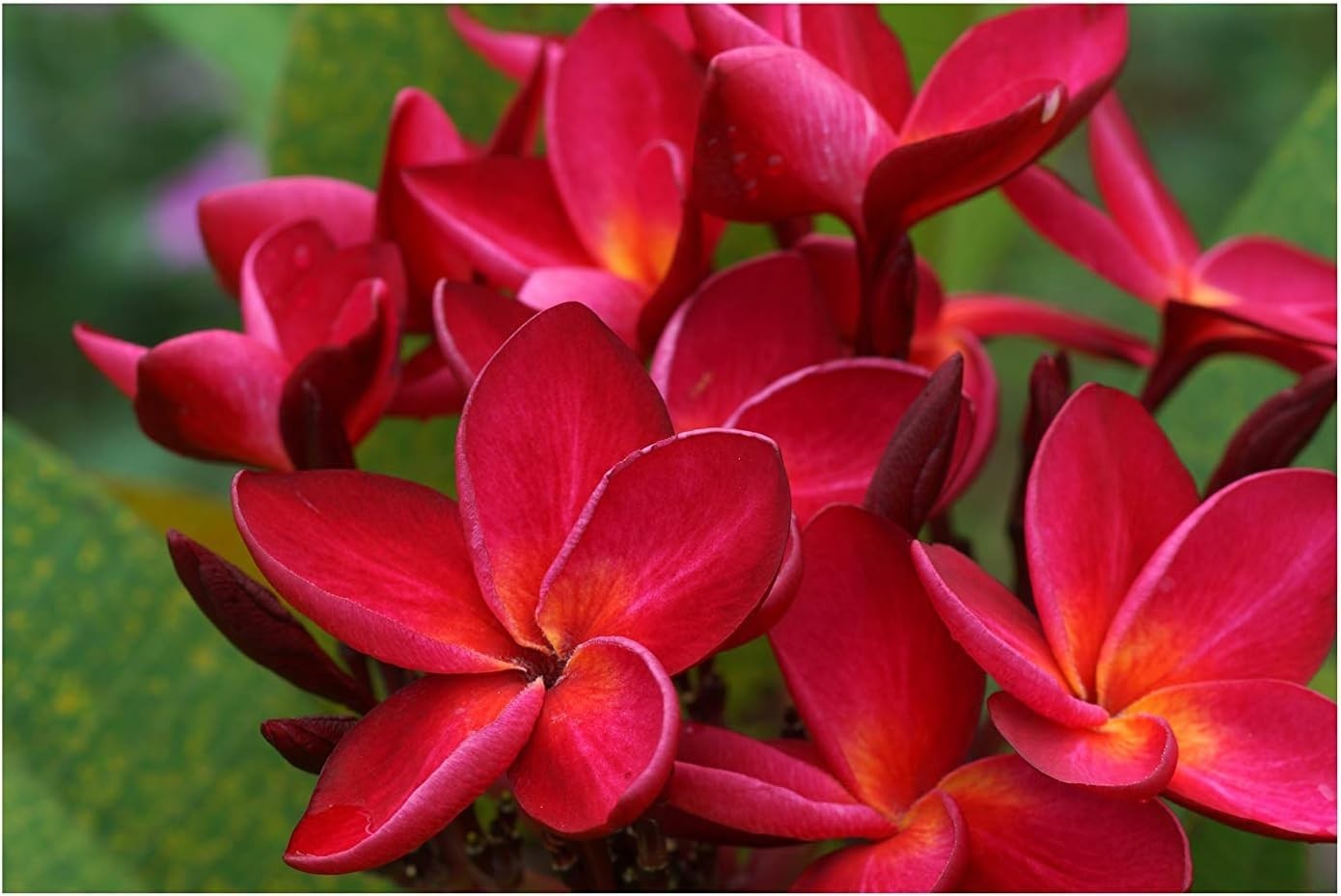 2 HAWAIIAN RED PLUMERIA FRANGIPANI PLANT CUTTINGS – FRAGRANT EASY TO GROW