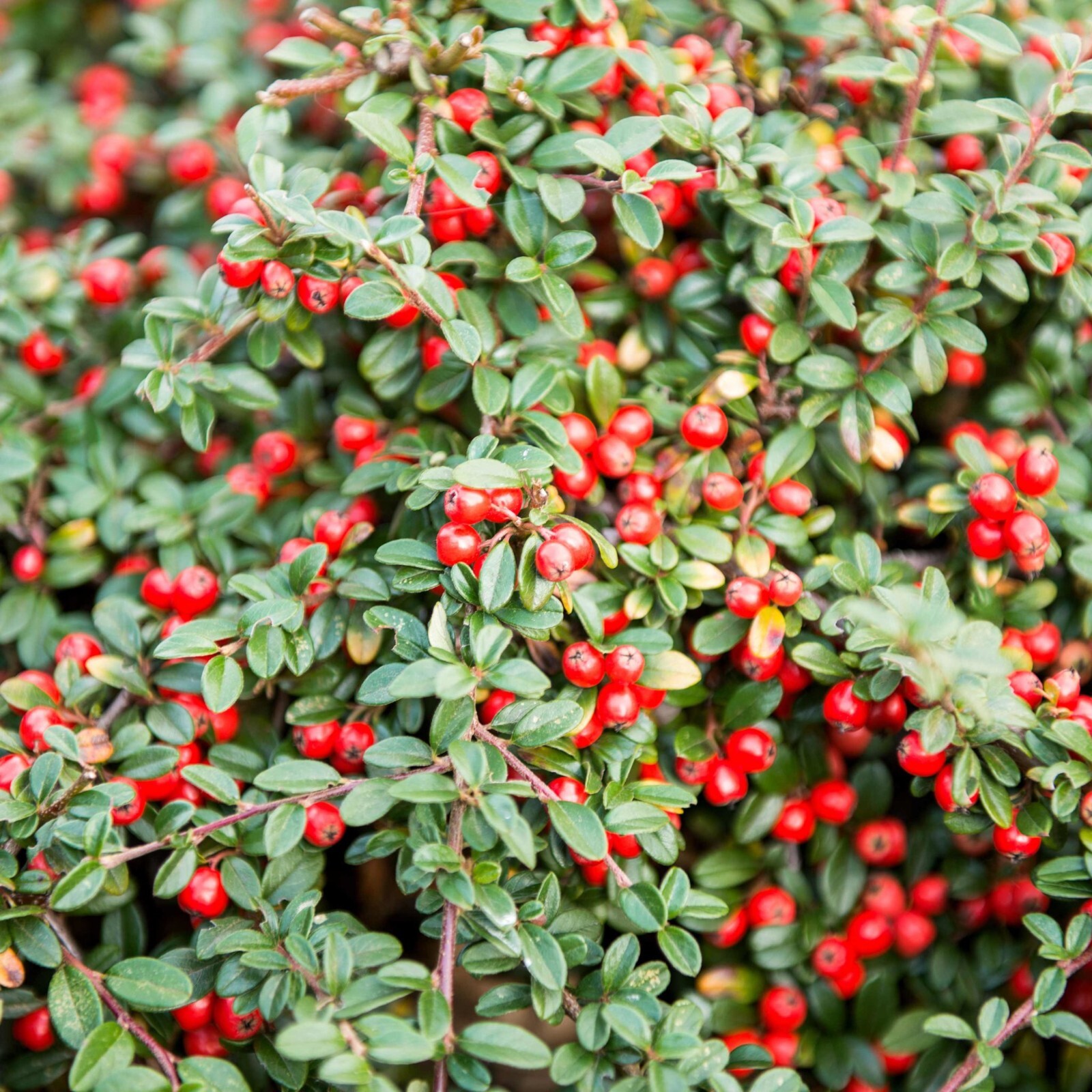 25 Seeds Cotoneaster dammeri Spreading Evergreen Woody Shrub +Flowers & Berries