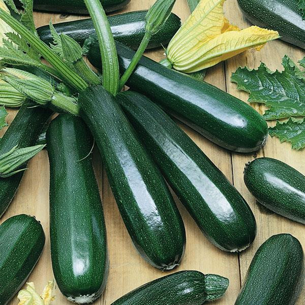 15+ Dark Green Zucchini Summer Squash Seeds