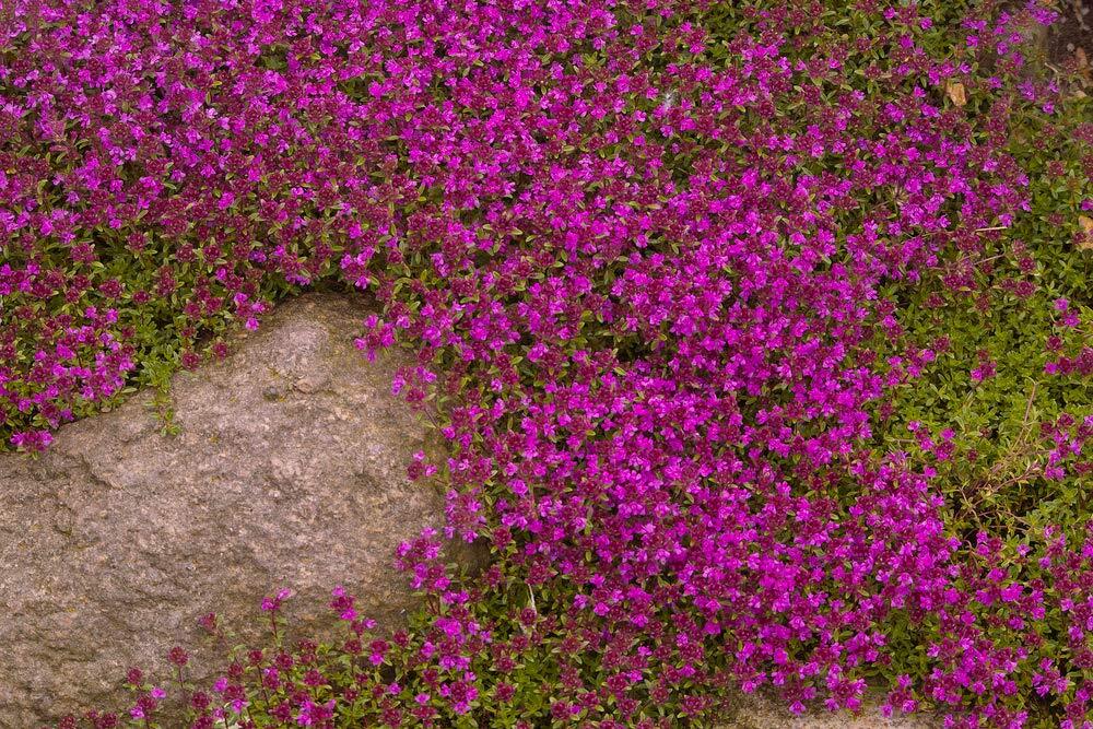 Purple Creeping Thyme Seeds – 250+ Seeds – Amazing Ground Cover Plant, Breckland