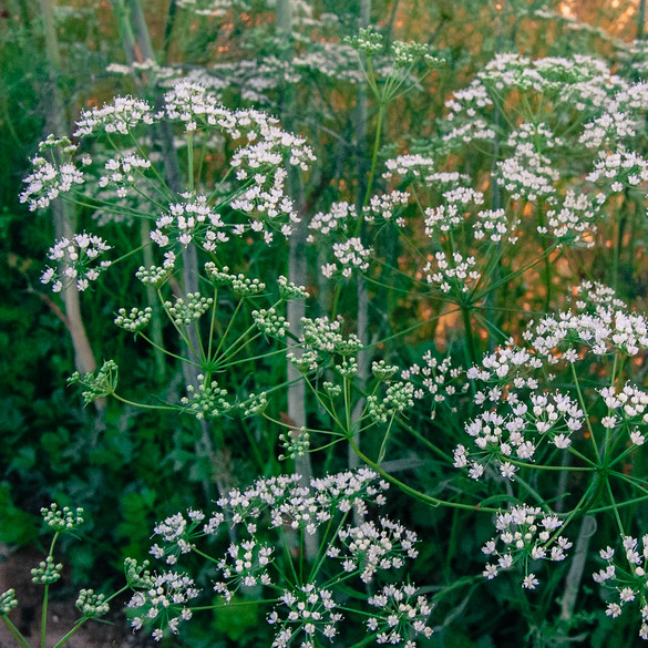 Anise Seeds | Heirloom – Non-GMO | Free Shipping | Herb Seeds | Seed Store 1293