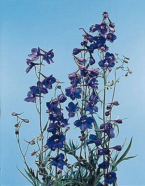 Delphinium belladonna Bellamosum 500 seeds