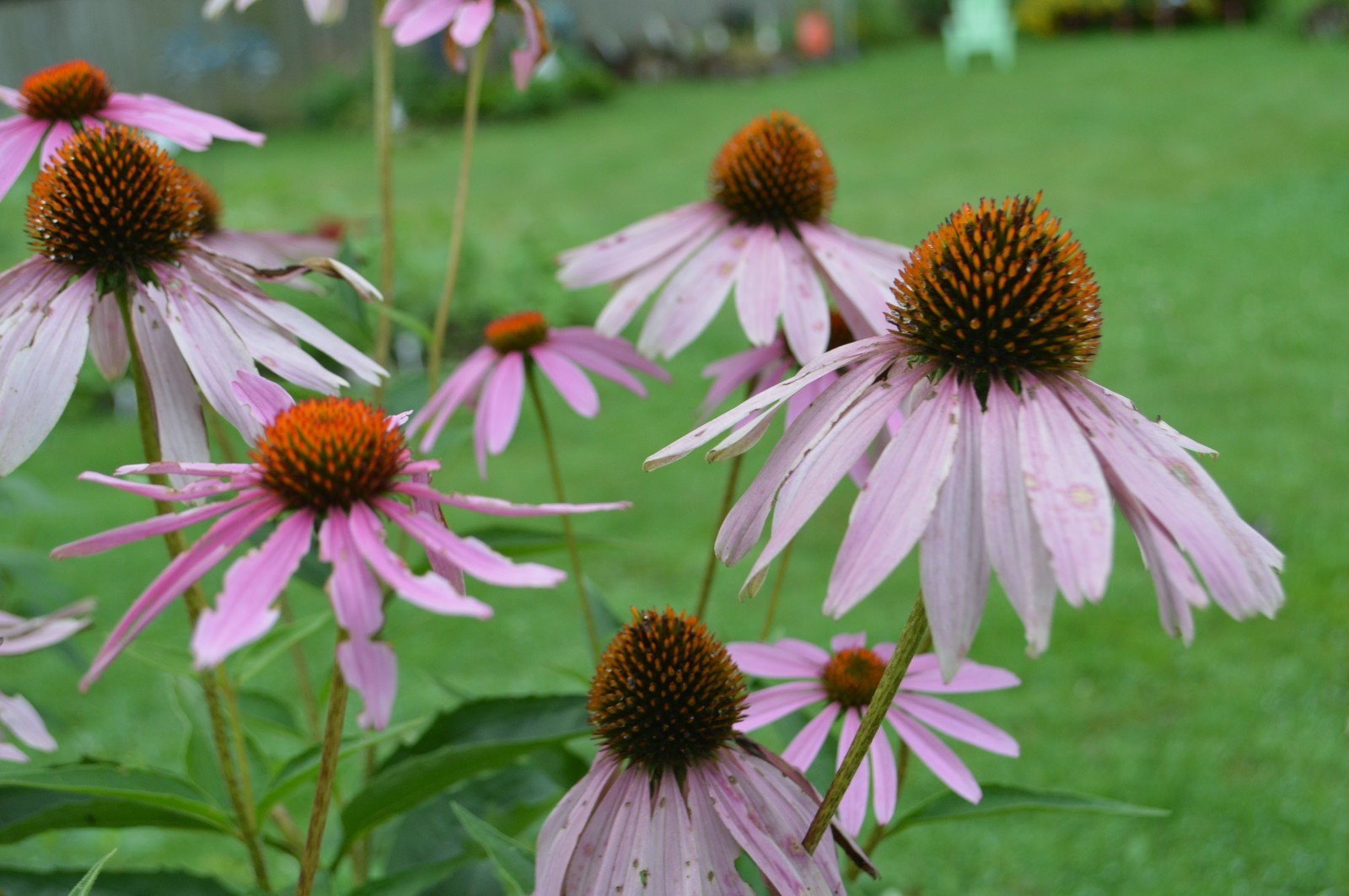 1 gram+ Echinacea Purpurea Seeds/Purple Coneflower/Native Eastern US/Host Plant