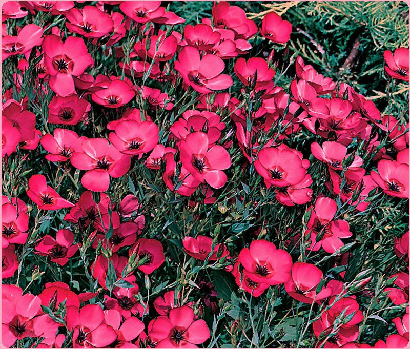 Flax Seeds, Scarlet, Heirloom Wildflowers, Red Flax Seed, Bulk Flower Seed 400ct