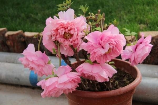 10pc PEONY SEEDS Garden Plant Flower blossom exotic USA seller FREE shipping