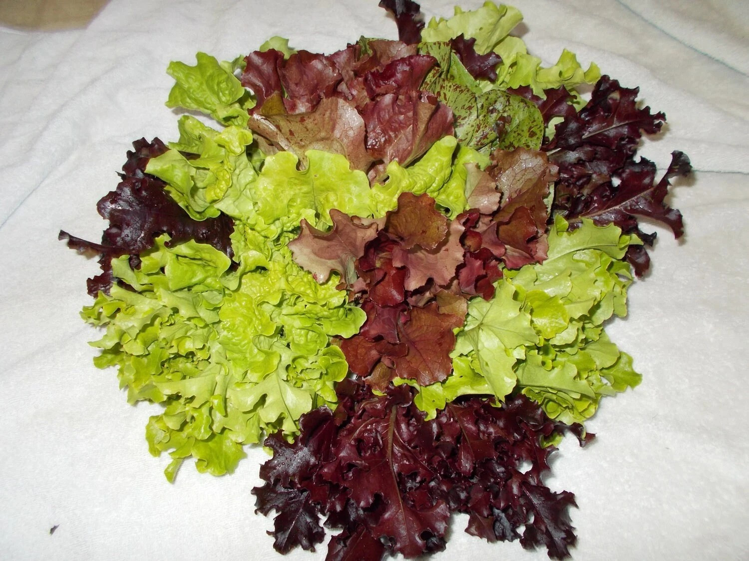 1000+ LETTUCE SEEDS – MESCLUN MIX ——- COLORFUL MIX