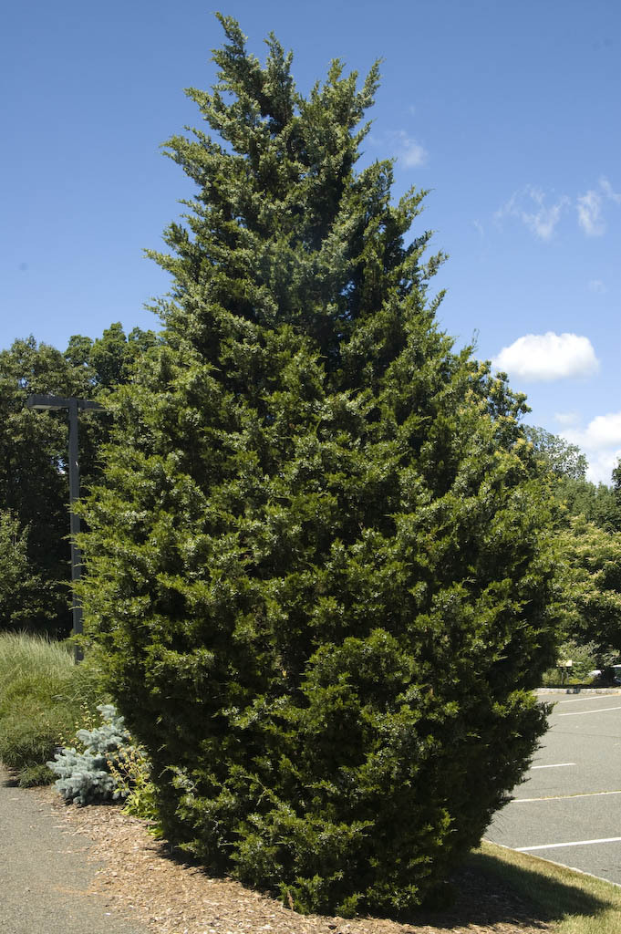 Eastern Red cedar, Juniperus virginiana, Tree Seeds (Hardy Fragrant Evergreen)