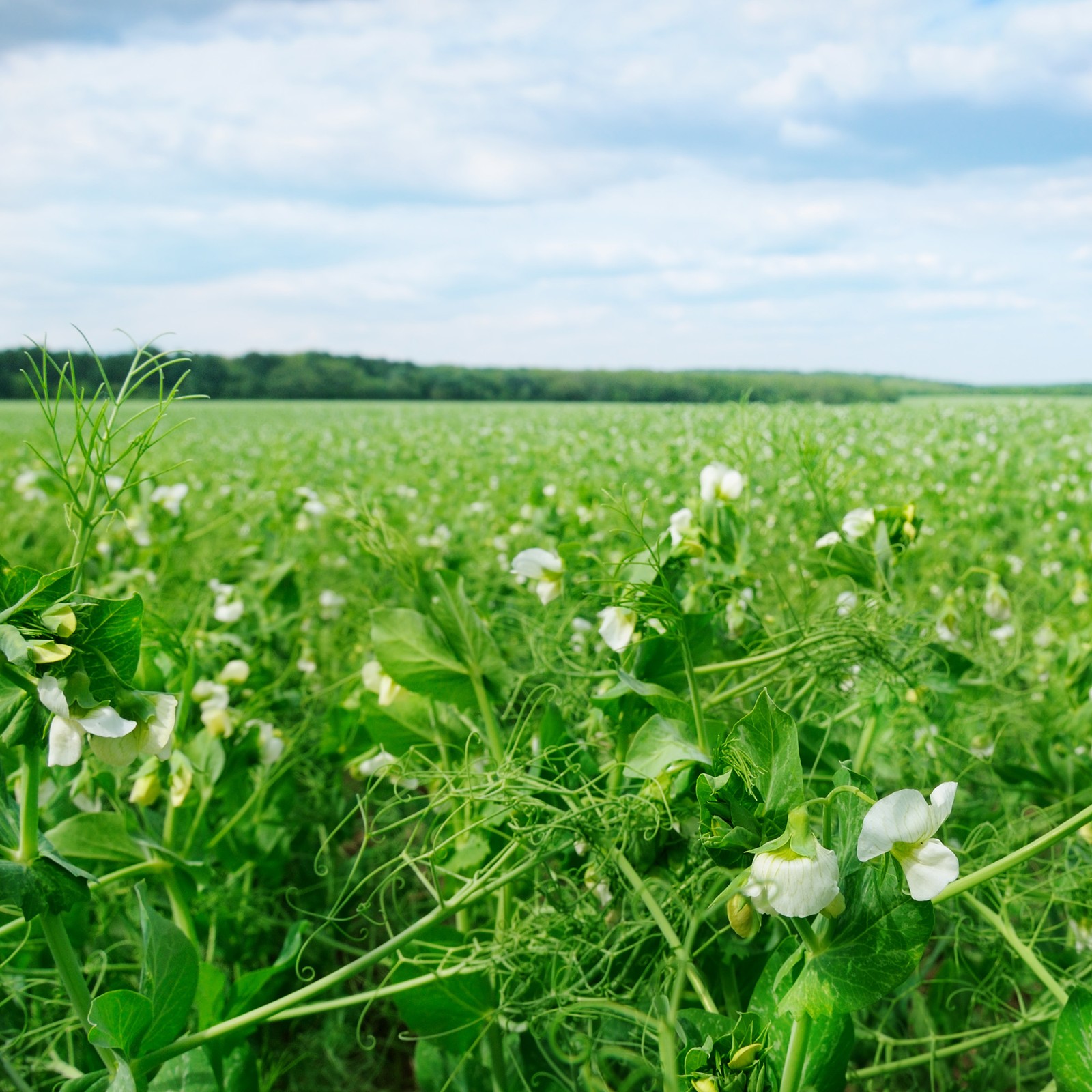 1 LB Field peas for cover crops and food plots