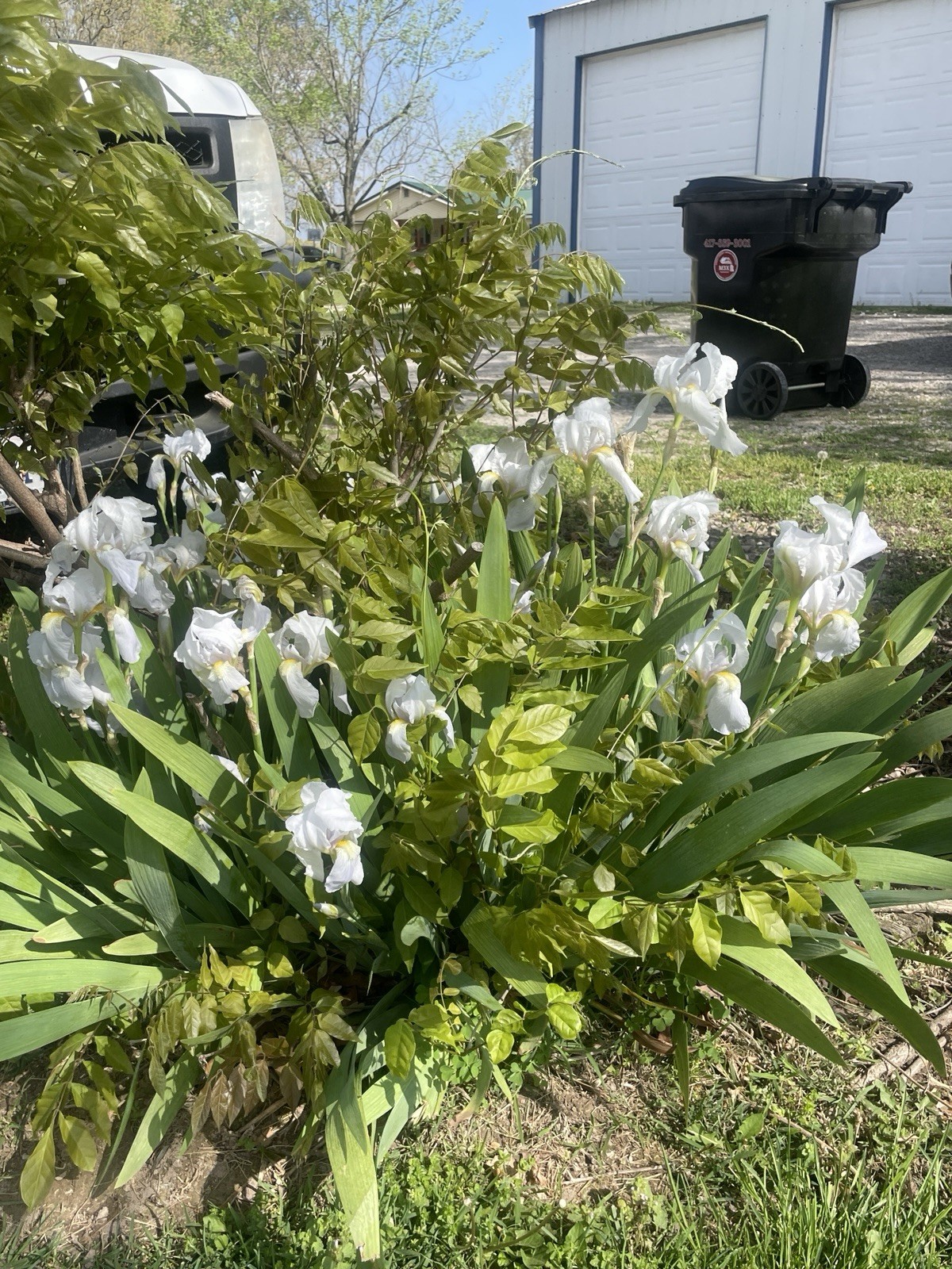 5 White-Yellow-purple Iris Bulbs/Rhizomes Fresh Dug Cut Live