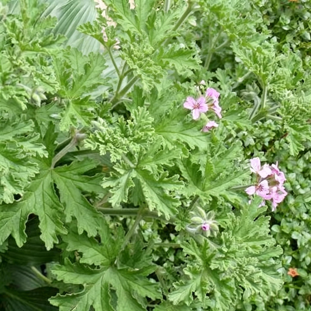 Citronella Mosquito Plant Seeds Pelargonium graveolens for Outdoor Home Gardens