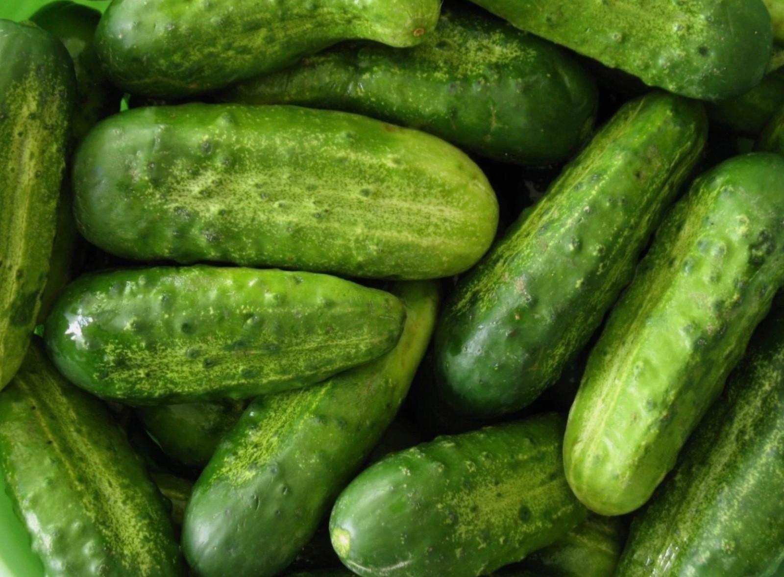 Homemade Pickles Cucumber – Fresh Organic Seeds – Heirloom 🇺🇸 USA Seller