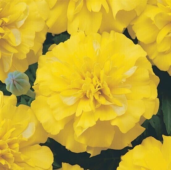 Yellow French Marigold Seed Mix – NON-GMO – Free Shipping