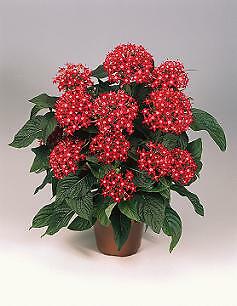 Pentas Graffiti2020 Red Bright 100 seeds