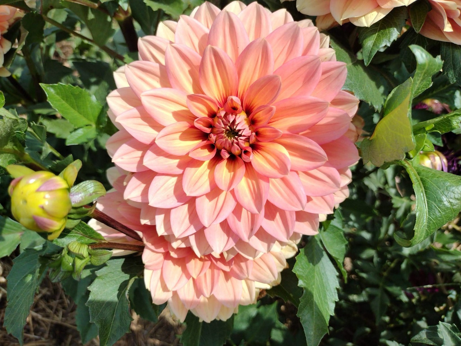 Home Grown Dahlia Flower Tuber Bulb Bundle Lot 10-50 Grower’s Choice Tubers
