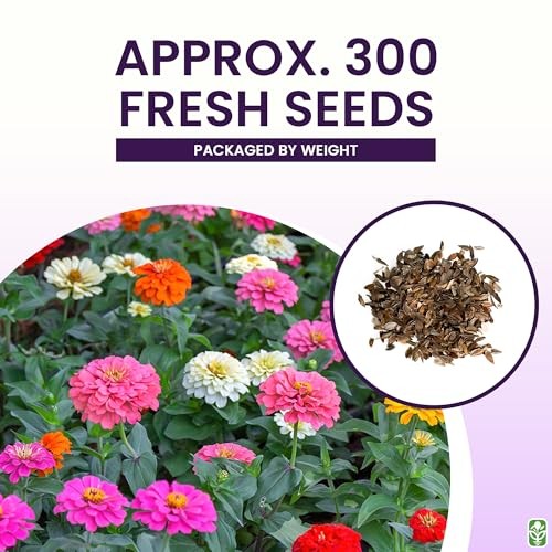 Mixed Zinnia Seeds for Planting Outdoors – 300 Fresh Seeds – Cut-and-Come