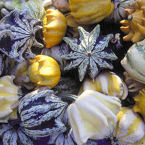 Gourd Seed: Ten Commandments Gourd Seeds 12+ Seeds Fresh Seed