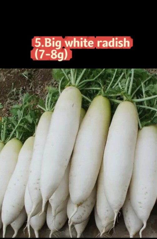 Asian Vegetable Seeds Survival Garden Kit -9 Varieties Spring & Autumn Seeds