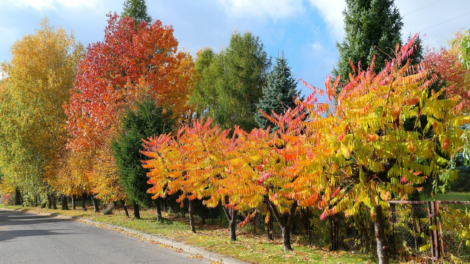 Dwarf Flameleaf Sumac Vibrant Ornamental 30+ seeds Free Shipping!
