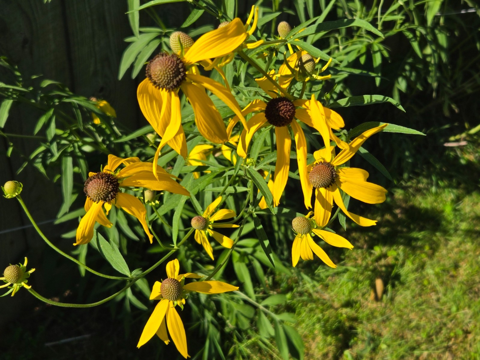 1 GRAM + Ratibida pinnata /Gray-Headed Coneflower/ORGANIC/500 seeds/Native US/