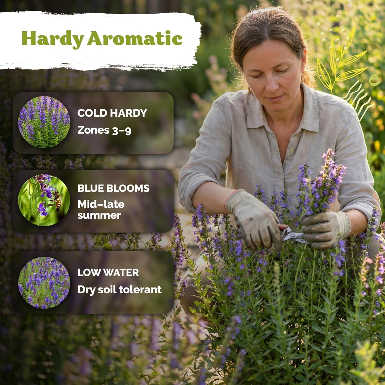 Hyssop Seeds – 800 Count of Aromatic Heirloom Medicinal Herb for Pollinators