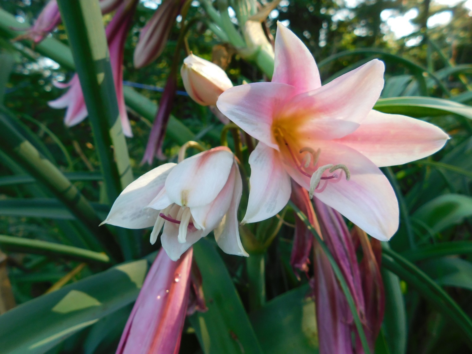 4.5 OZ (100 + )Crinum Bulbispermum Seeds,, Cold Hardy, Orange river lily, Fresh