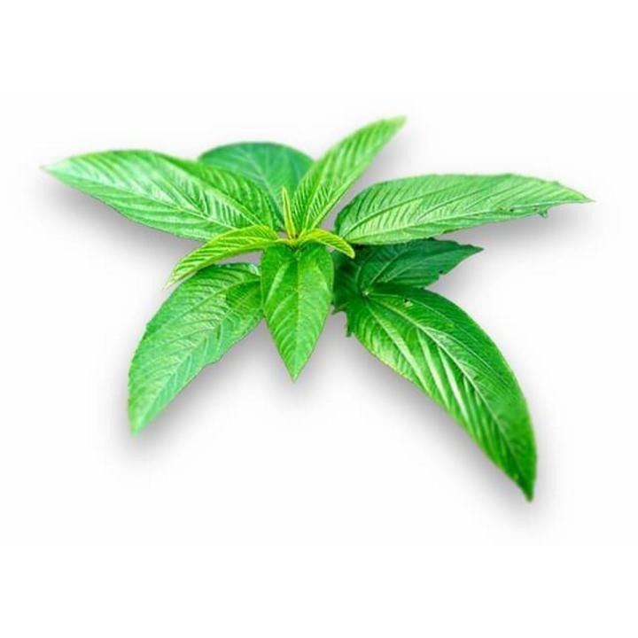 Paat Shak Bangladeshi Jute Seeds ( 10 Grams ), Egyptian Spinach Edible Jute Leaf