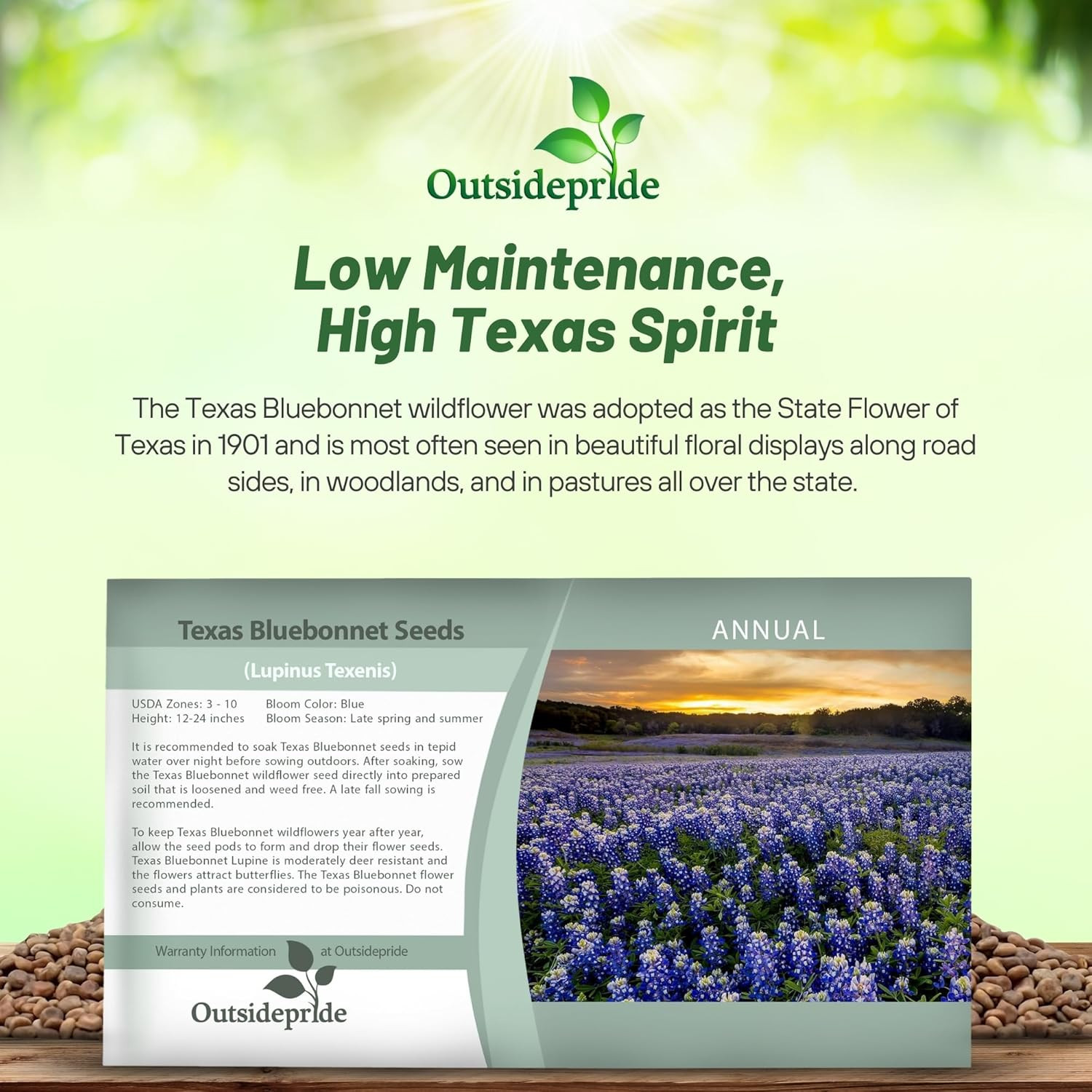 Texas Bluebonnet Seeds – 500 Pcs Annual Lupinus Texensis, Heirloom Quality, Drou